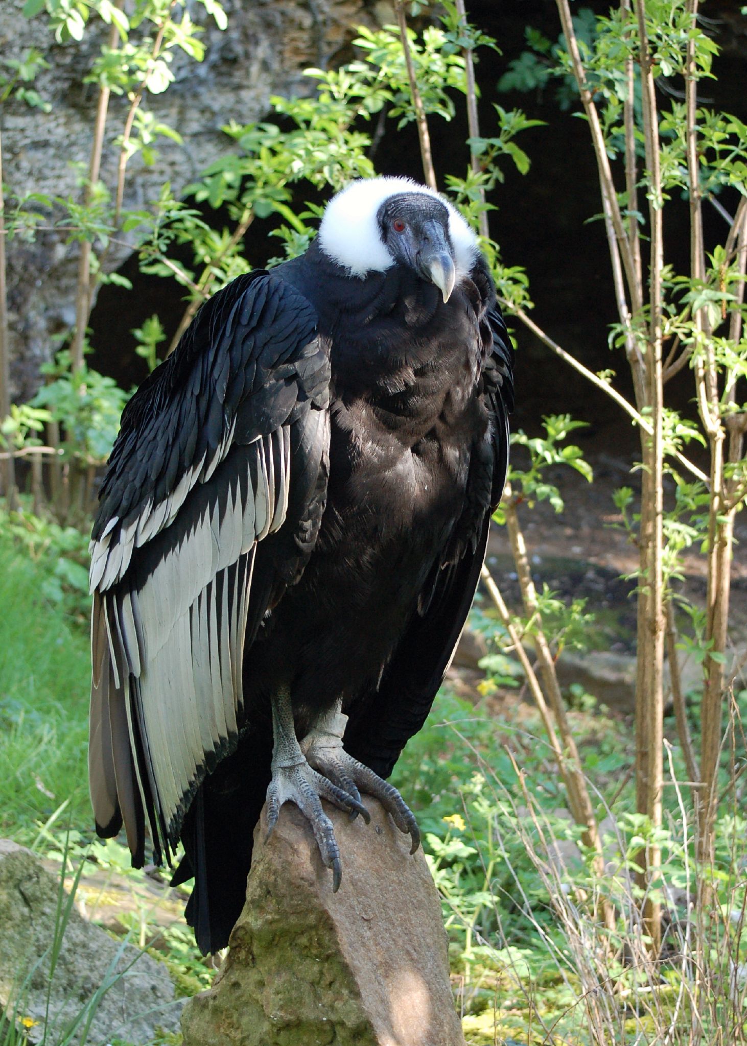 Andean Condor, Ecuador's National Bird (Wikipedia Creative Commons photo)
