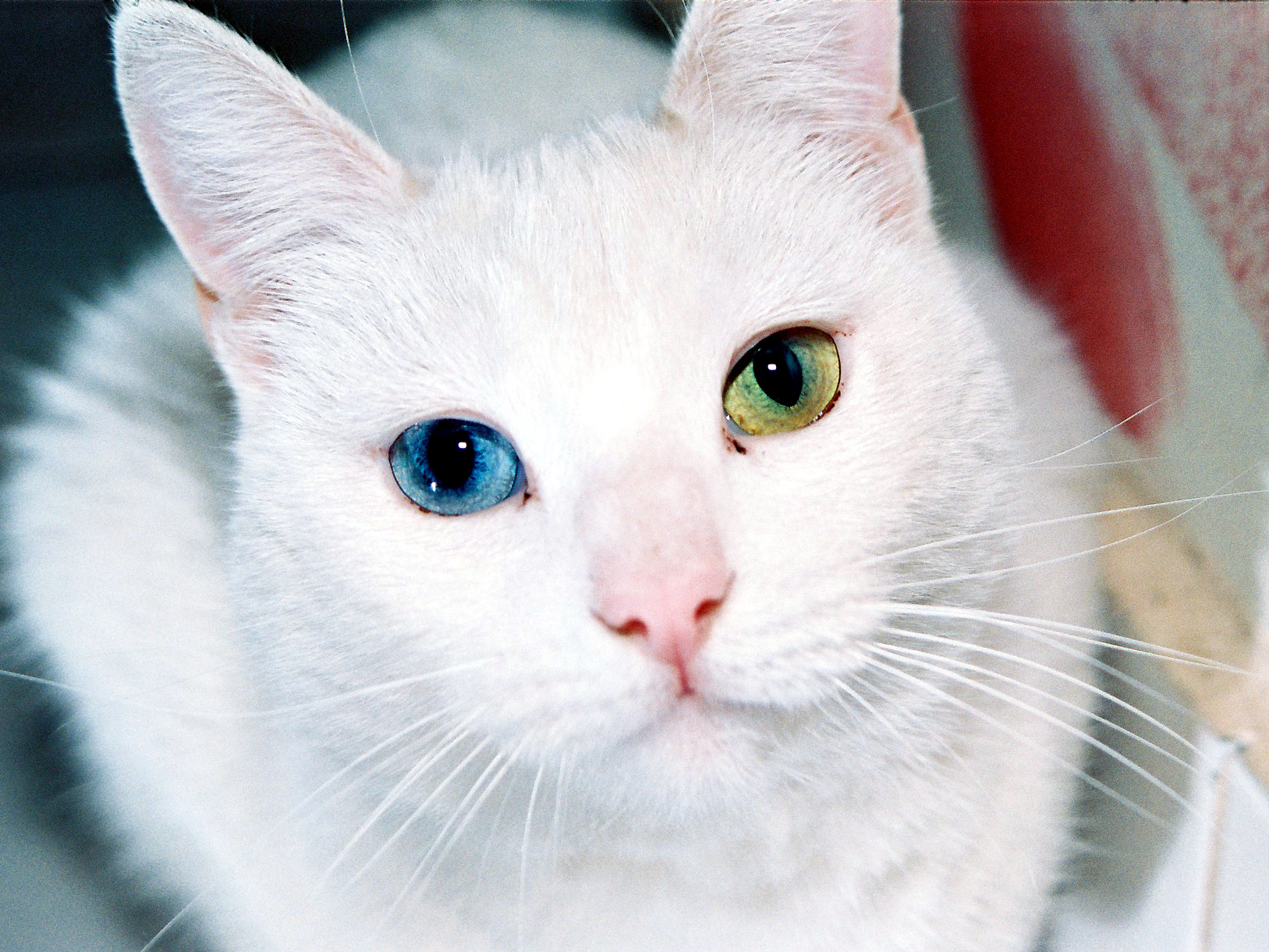 File:Cat Eyes.jpg - Wikimedia Commons