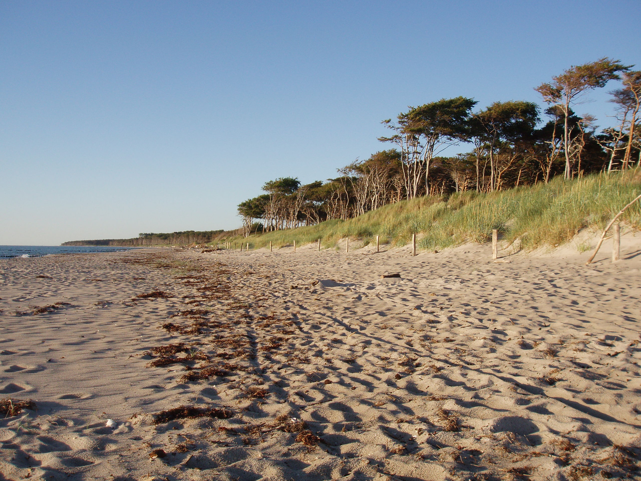 Dünen auf dem Darß - Quelle: Wikimedia