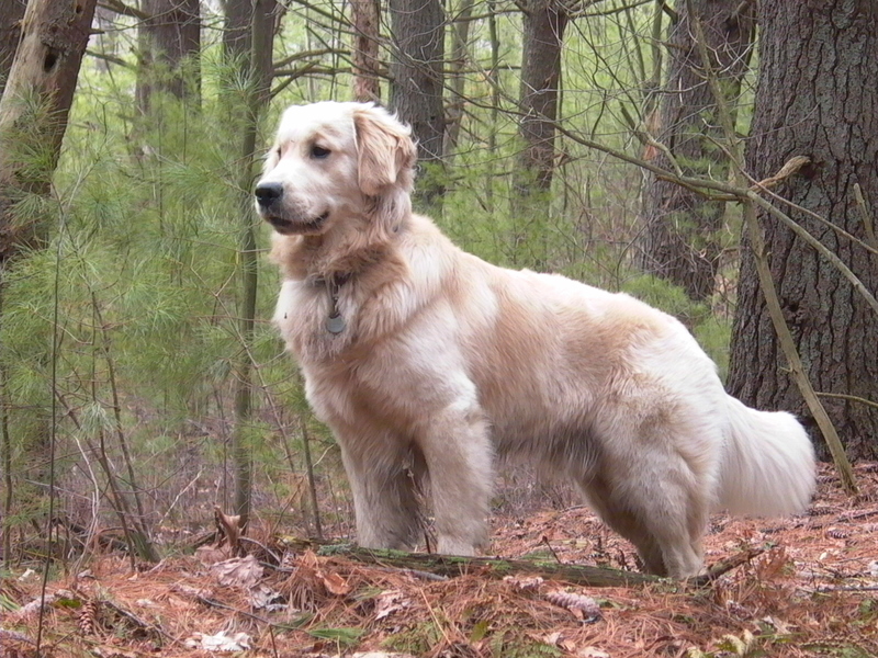 Get what is the average life span of golden retrievers