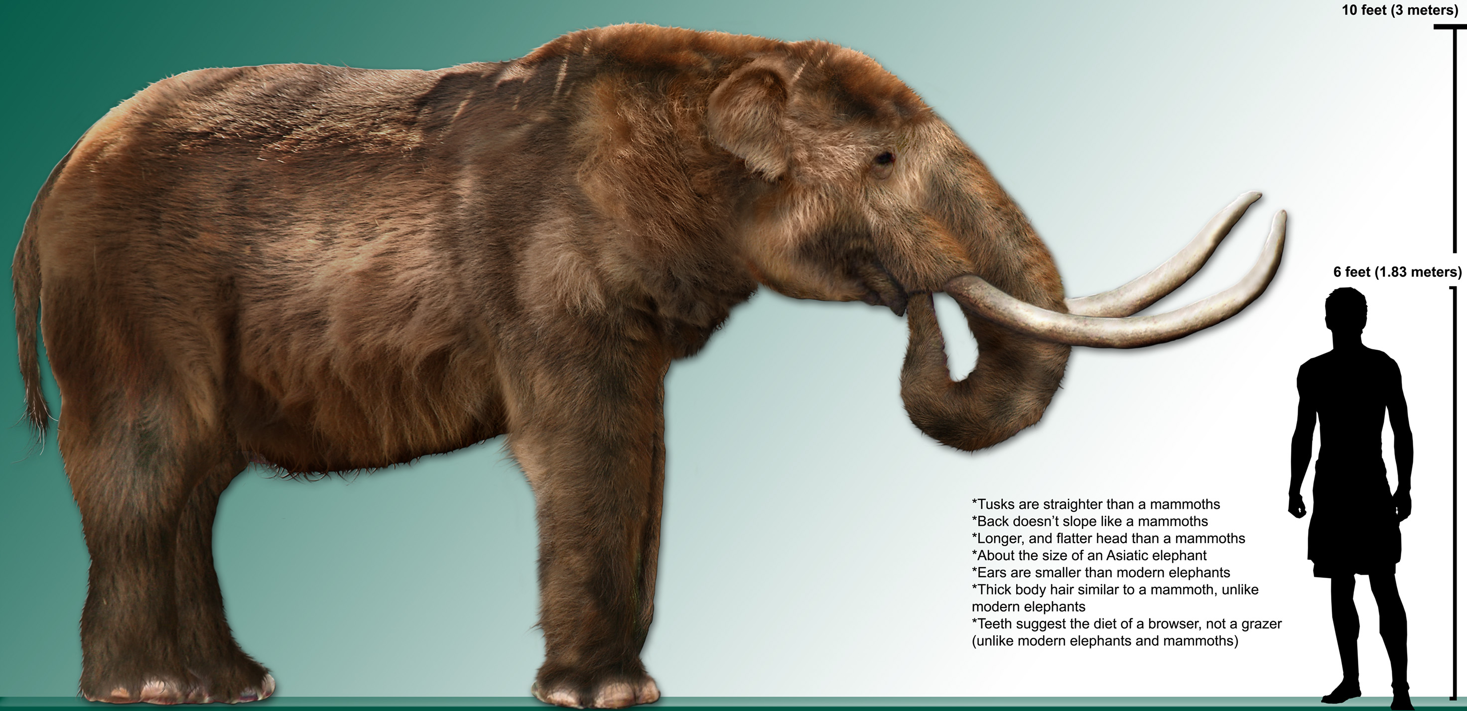 File:High res mastodon rendering.jpg - Wikipedia