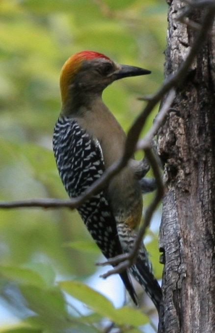 Melanerpes hoffmannii image