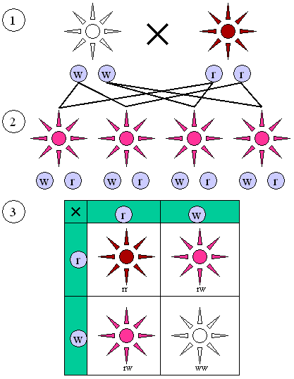 Which is a non-Mendelian trait?