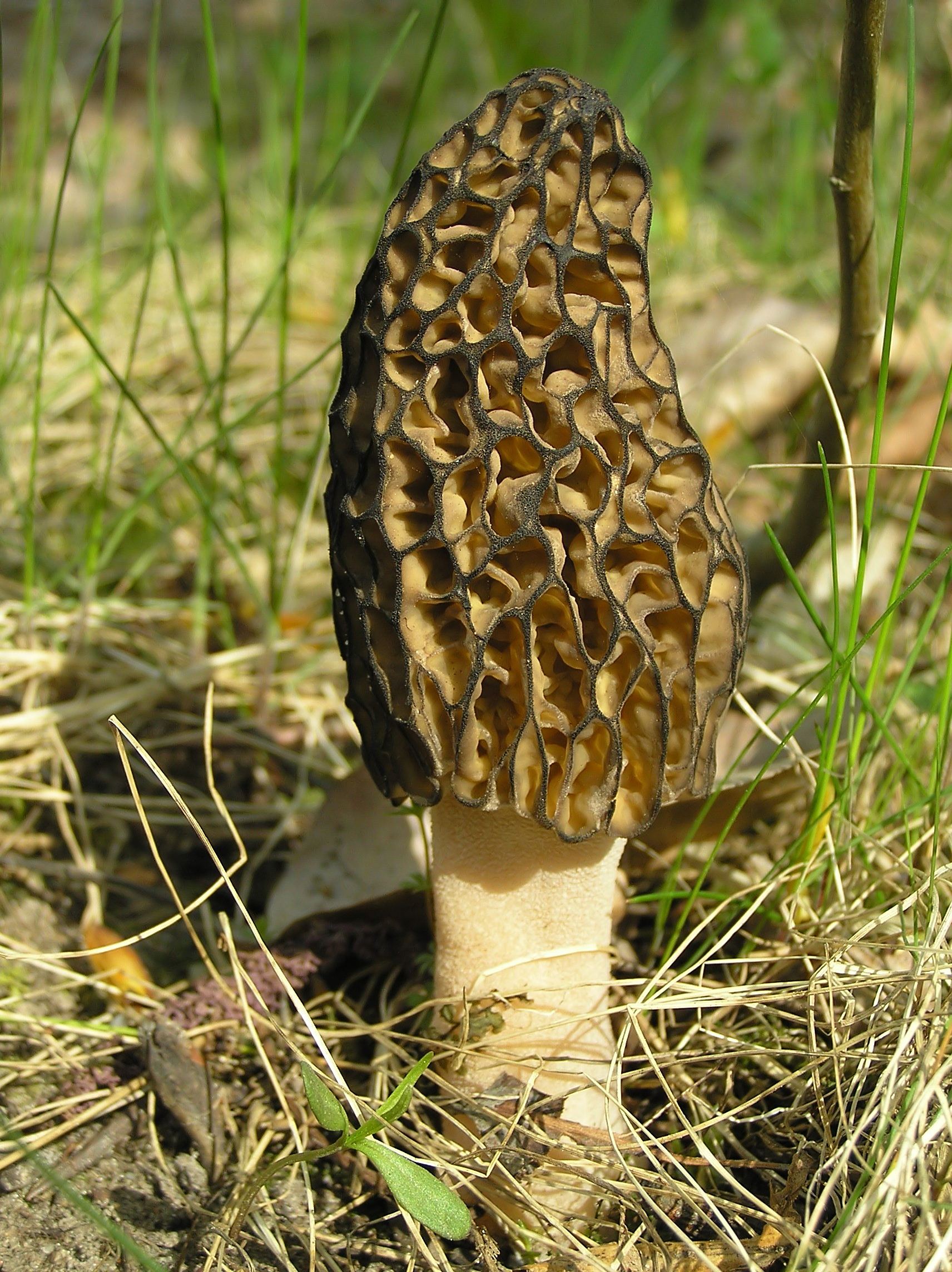 a black morel