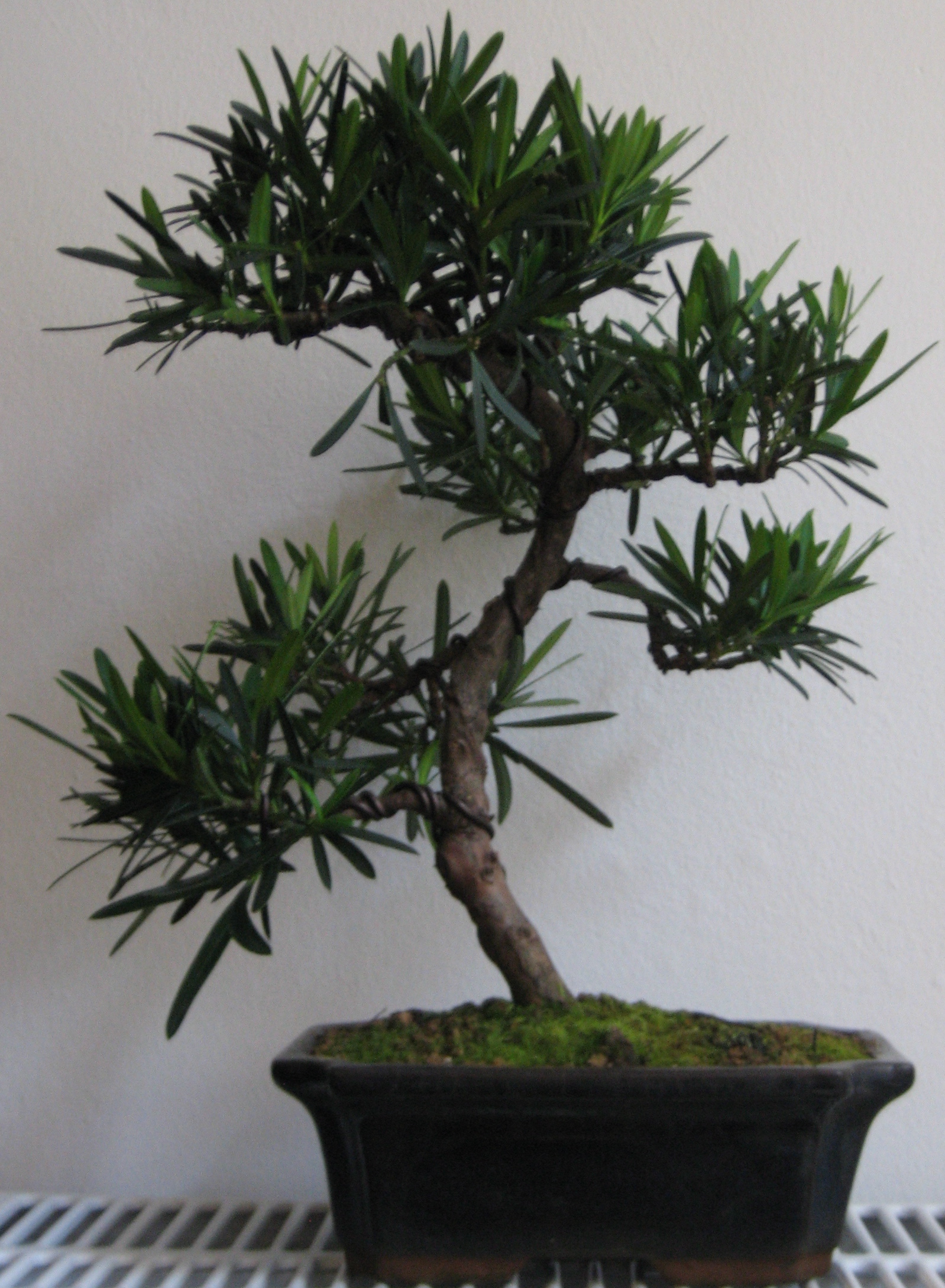 Podocarpus Macrophyllus Bonsai