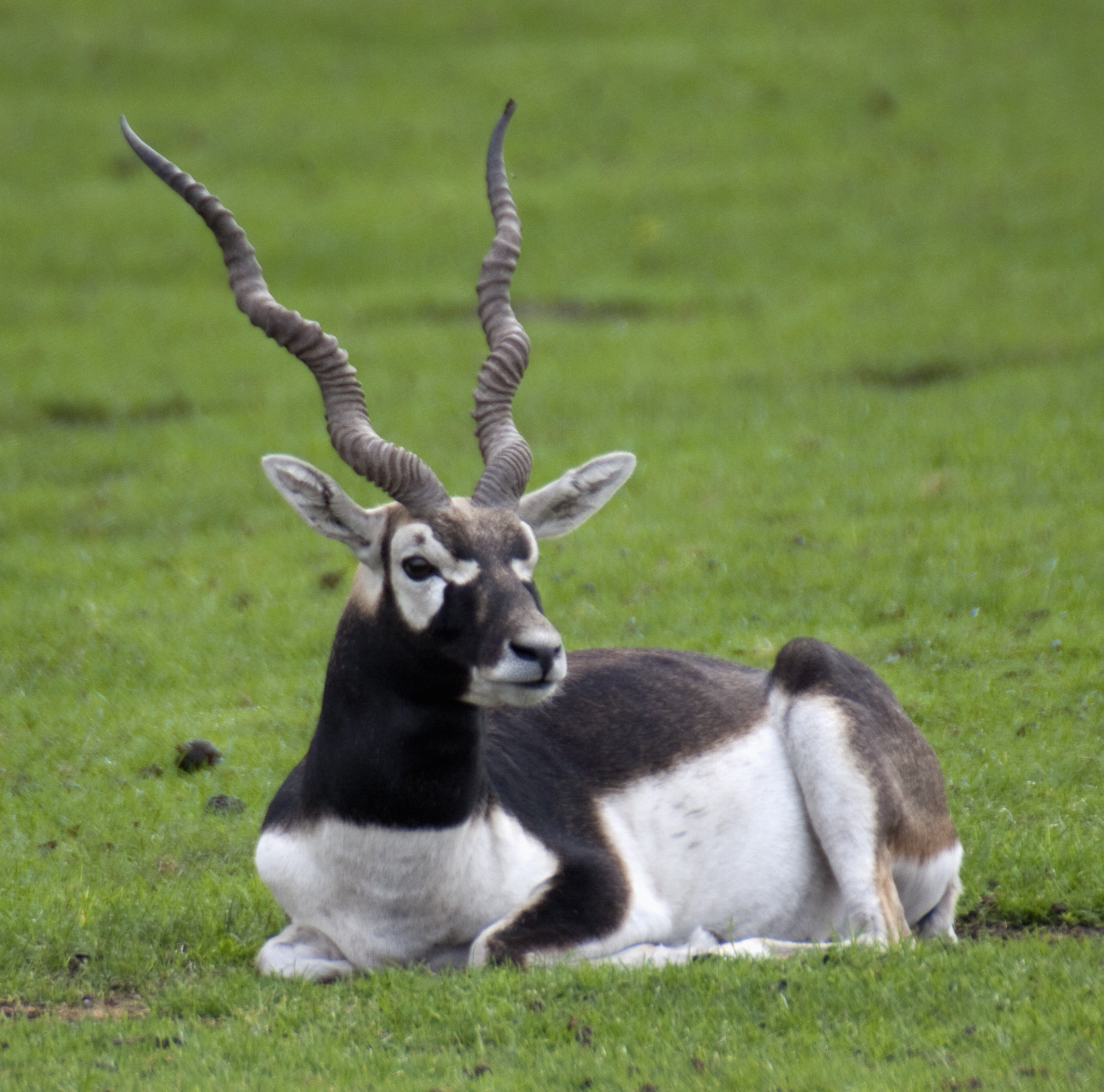 Image result for black buck