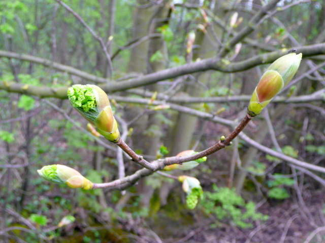 Bursting buds of a Lime or Linden tree at Low Plantation by Cross Lane.
