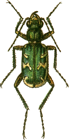 Cicindela soluta