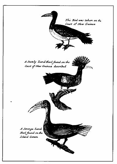 BIRDS OF NEW GUINEA.