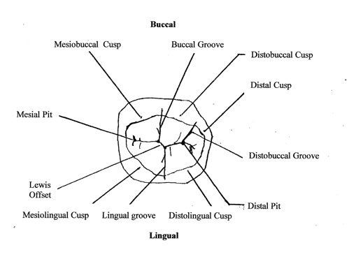 dental cusp