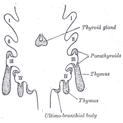 Anatomia De La Tiroides Y Paratiroides Pdf