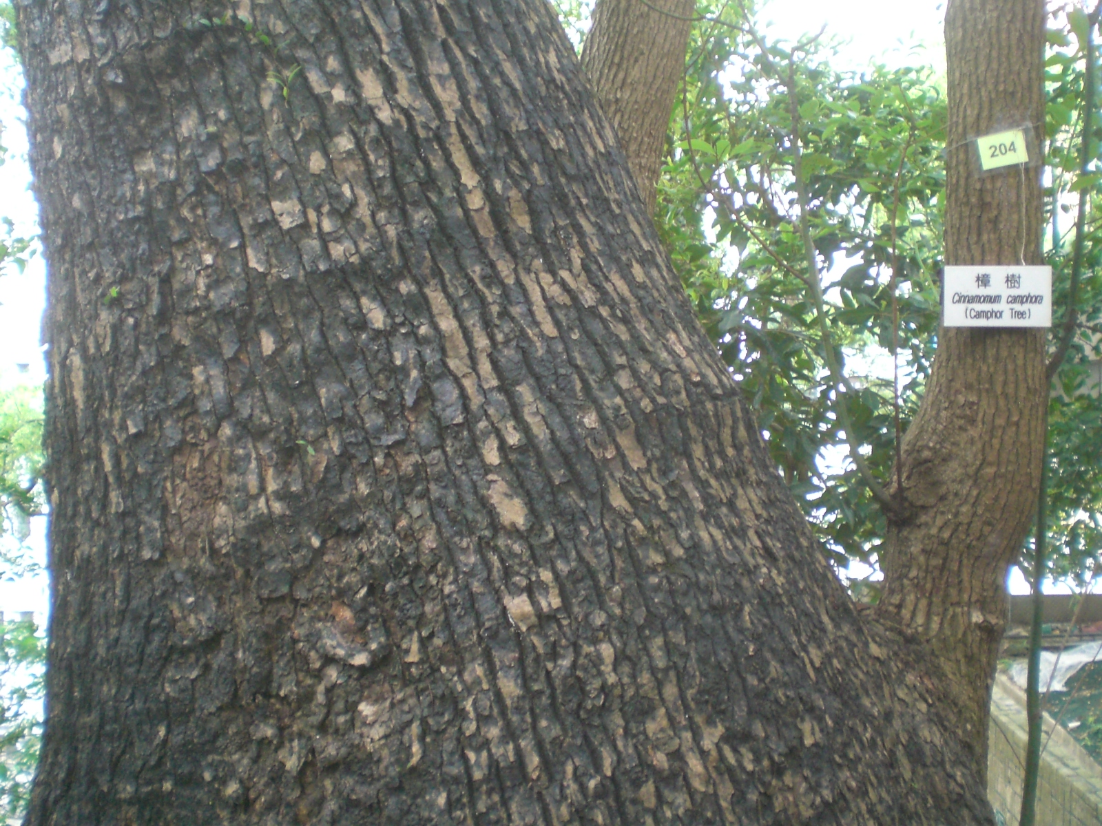 Chi Tree
