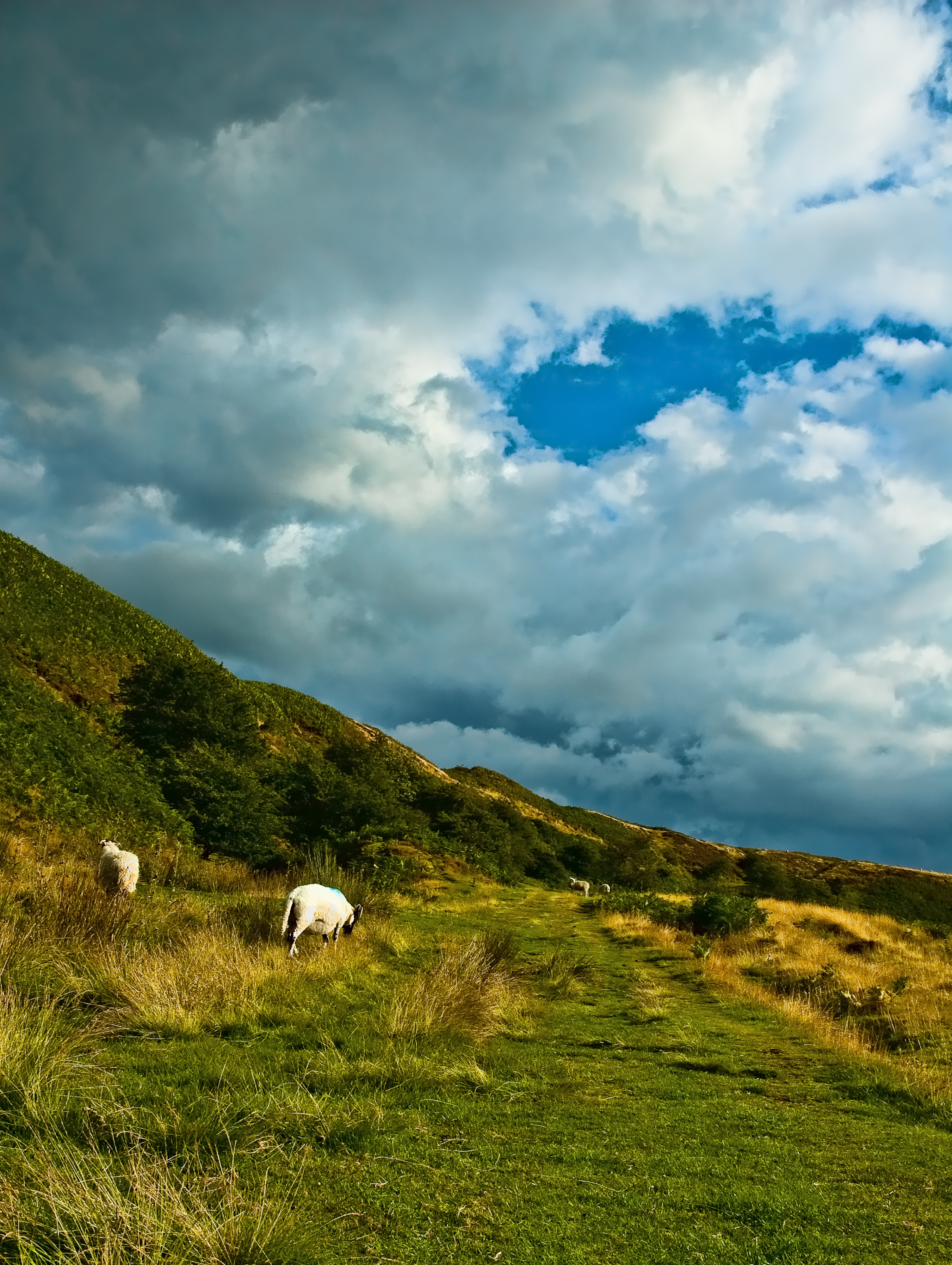 North Yorkshire Moors