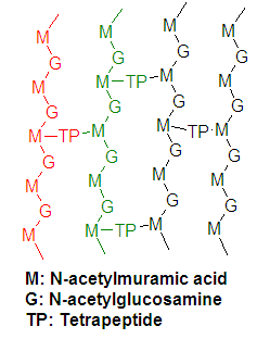 peptideglycan