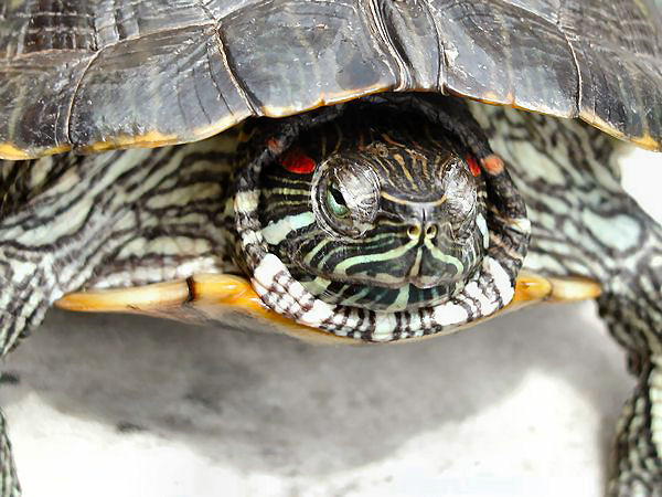 http://upload.wikimedia.org/wikipedia/commons/8/83/Tortoise3_cepolina.jpg