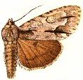 Acronicta morula