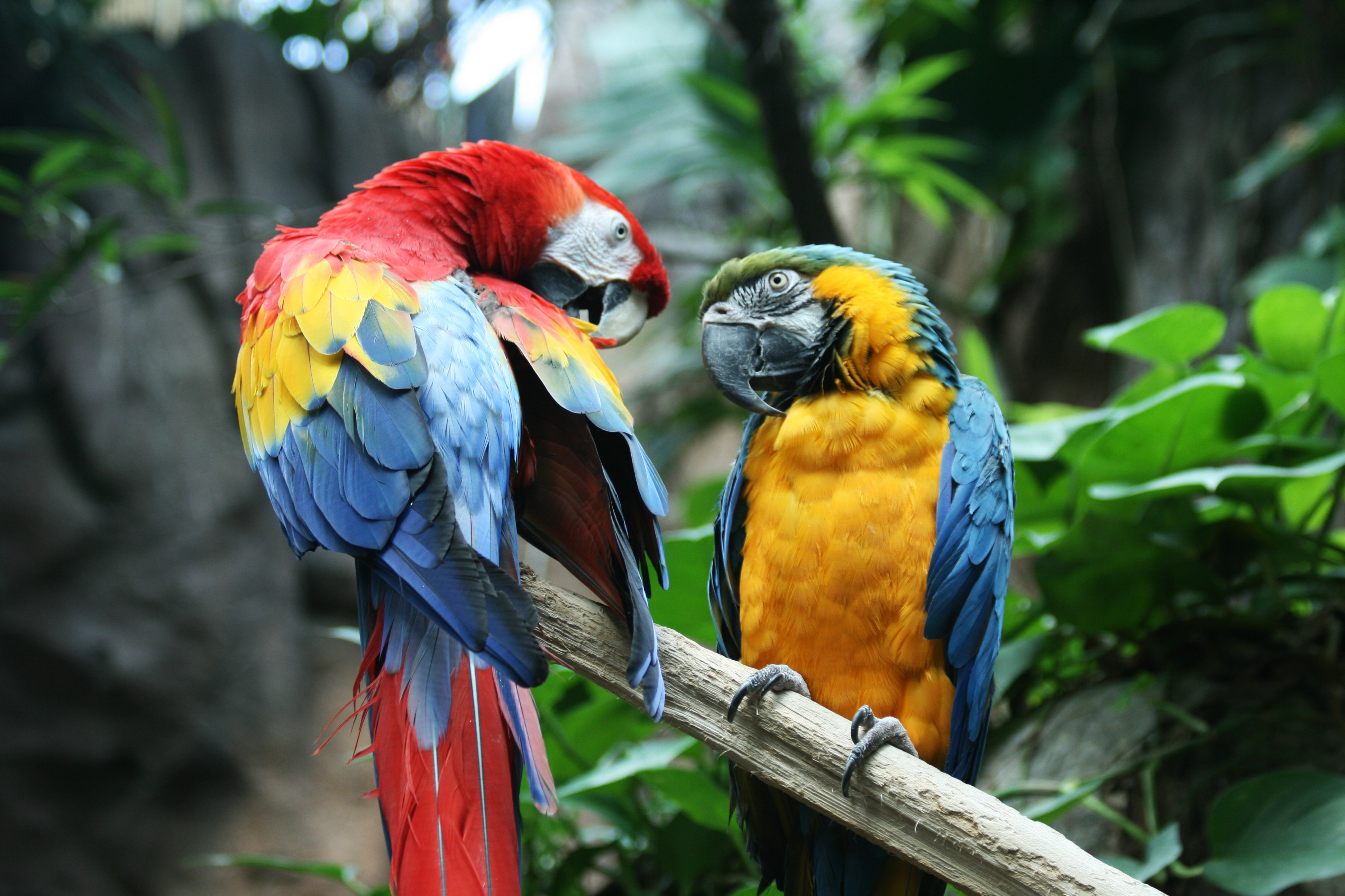 File:Ara macao and Ara ararauna -Aquarium of the Americas, USA-8c.jpg