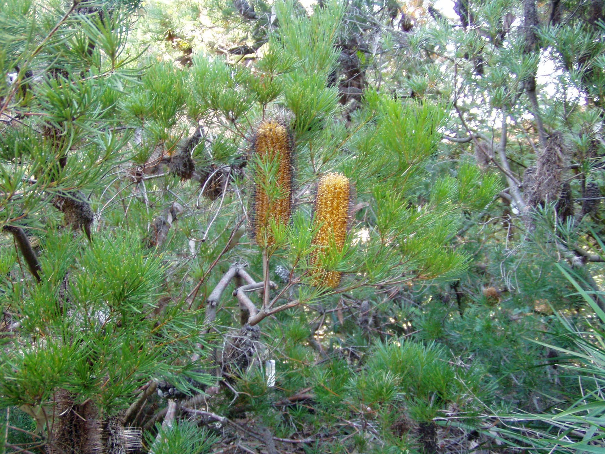Banksia spinulosa 02.jpg
