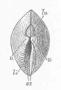 Représentation schématique des principales parties d'une coquille de bivalve