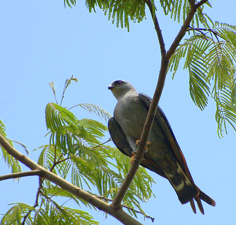 Ictinia plumbea image