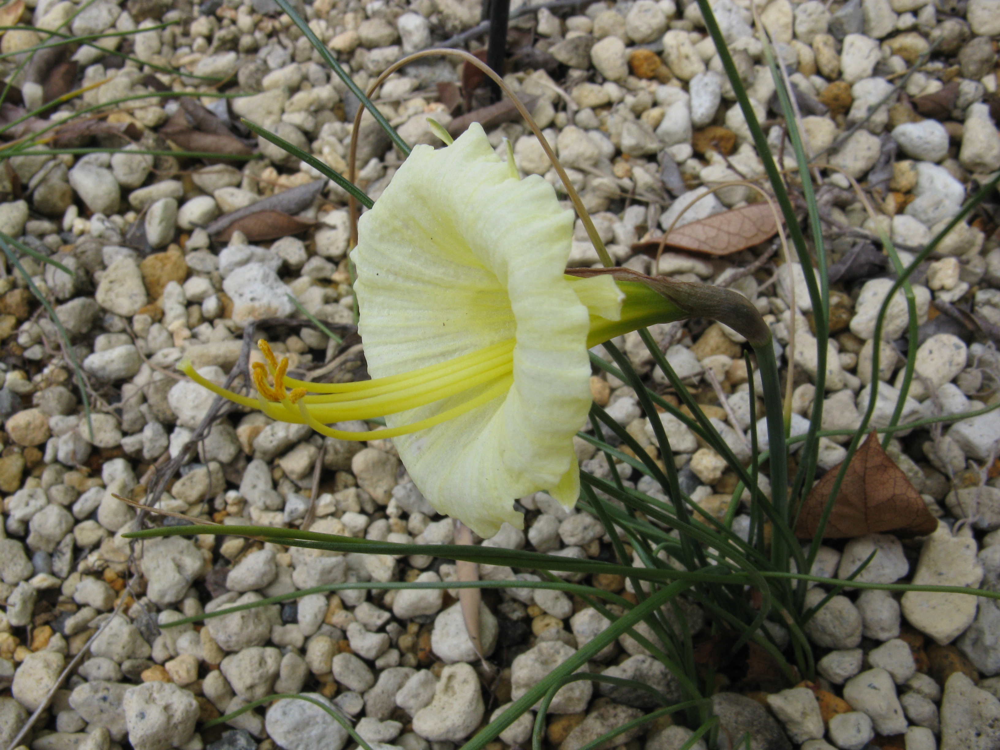 File:Narcissus romieuxii 39;Julia Jane39;2.jpg  Wikimedia Commons