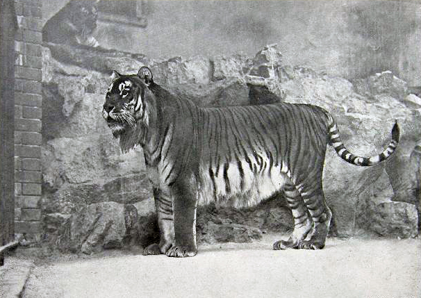 File:Panthera tigris virgata.jpg