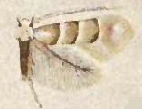 Phyllonorycter tiliacella