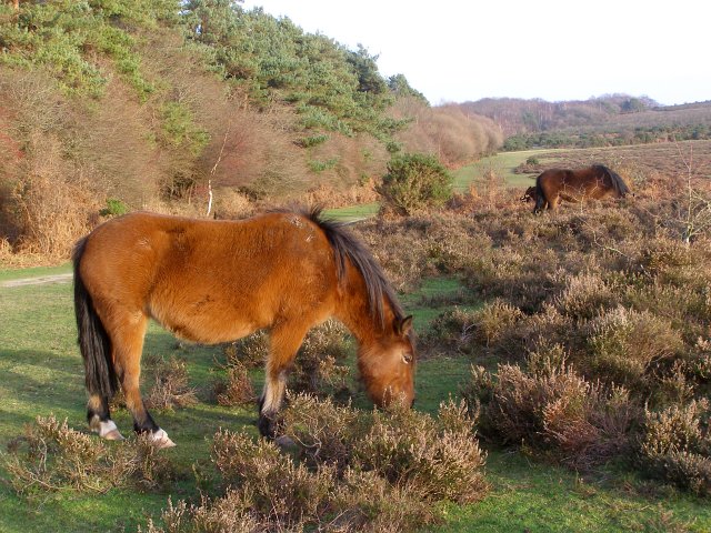 Longslade