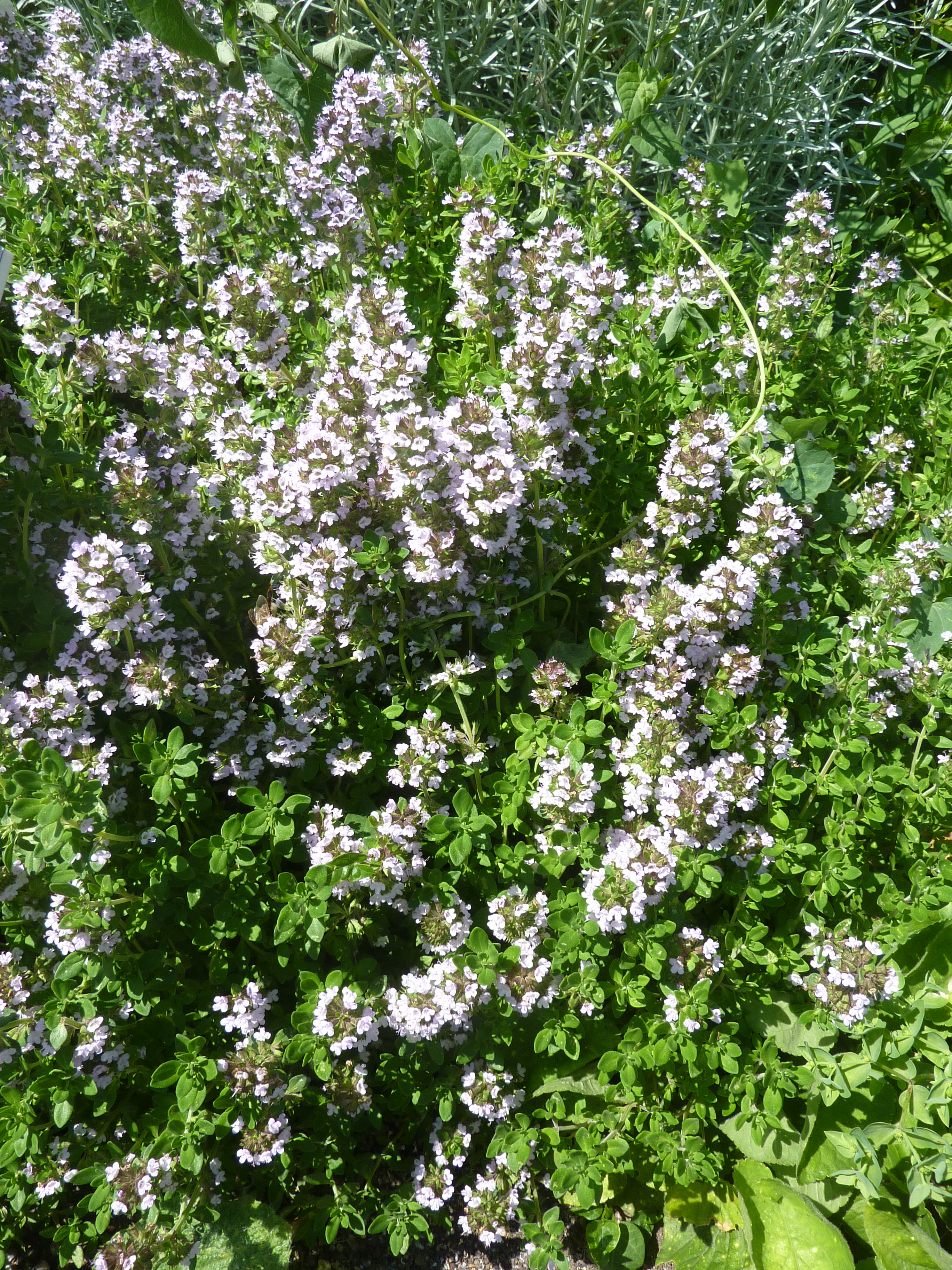 Lemon Thyme