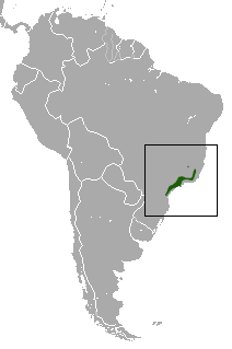 Brazilian Slender Opossum area.png