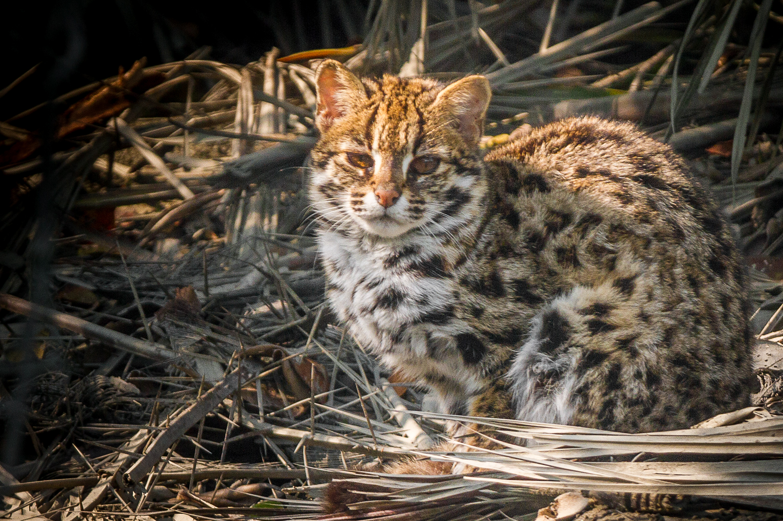 Asian cat leopard sale