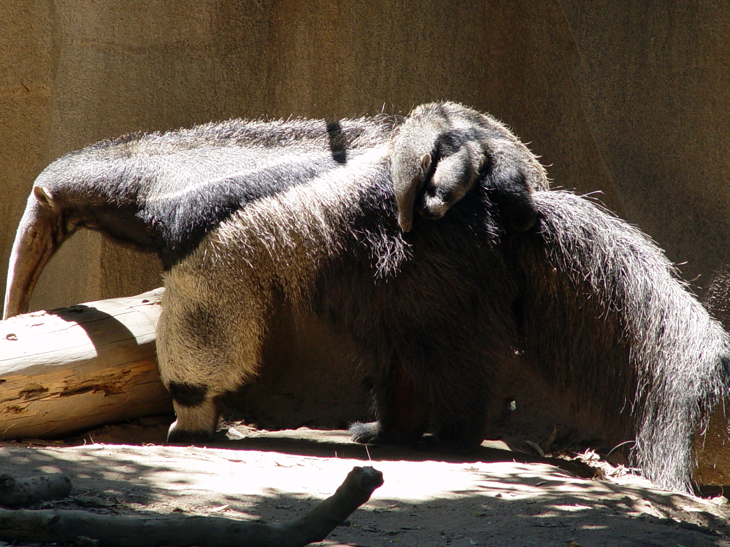 giant anteater images