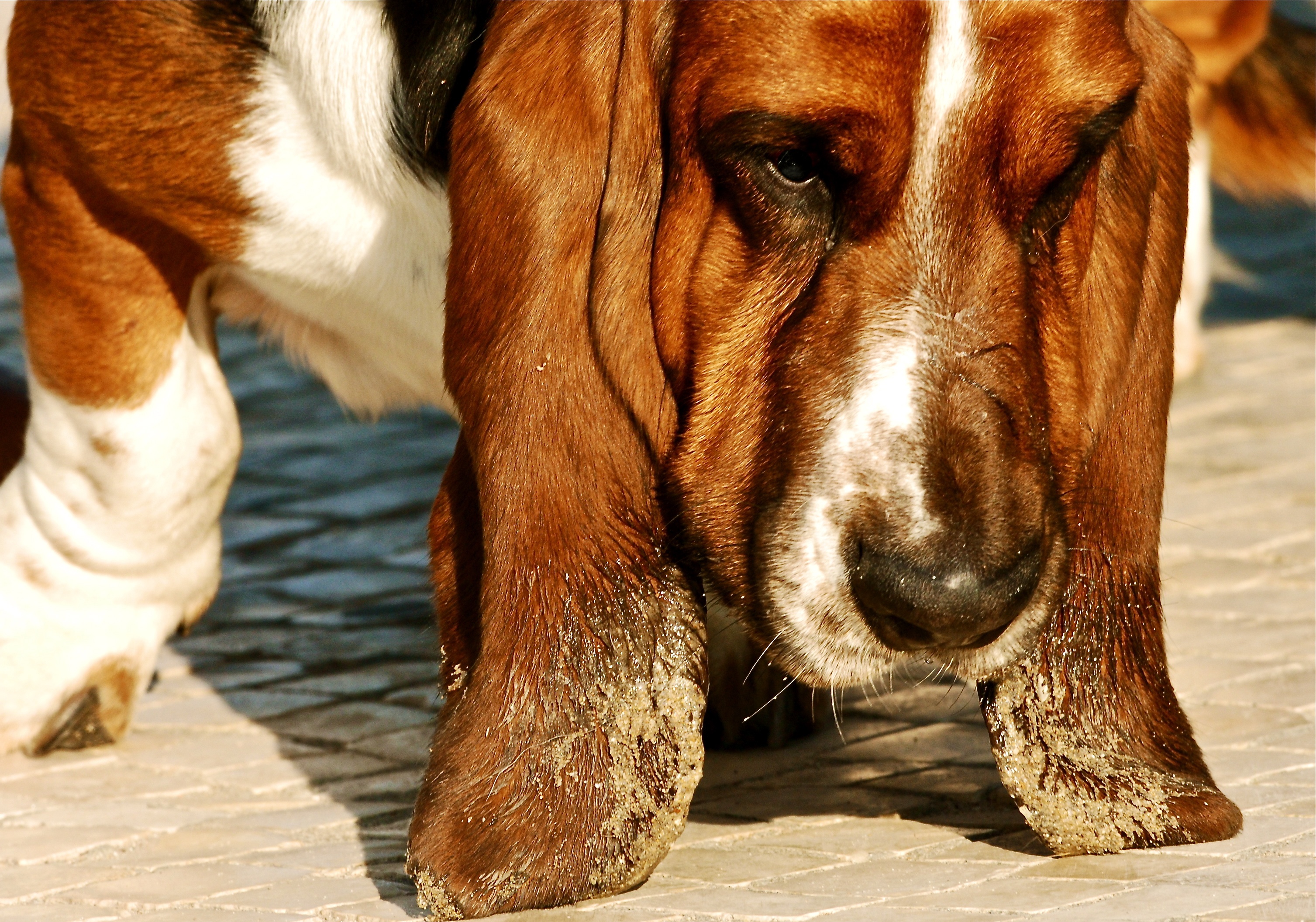 Basset hound lick