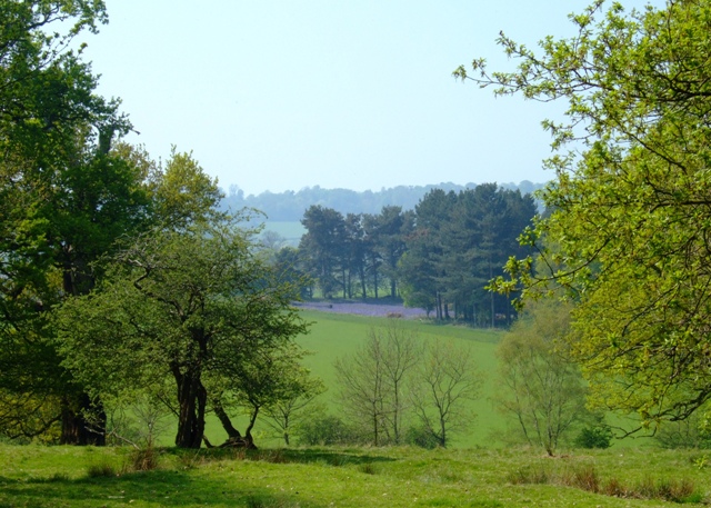 Bluebells in Poker's Leys Wood from Calke Park - geograph.org.uk - 797538.jpg