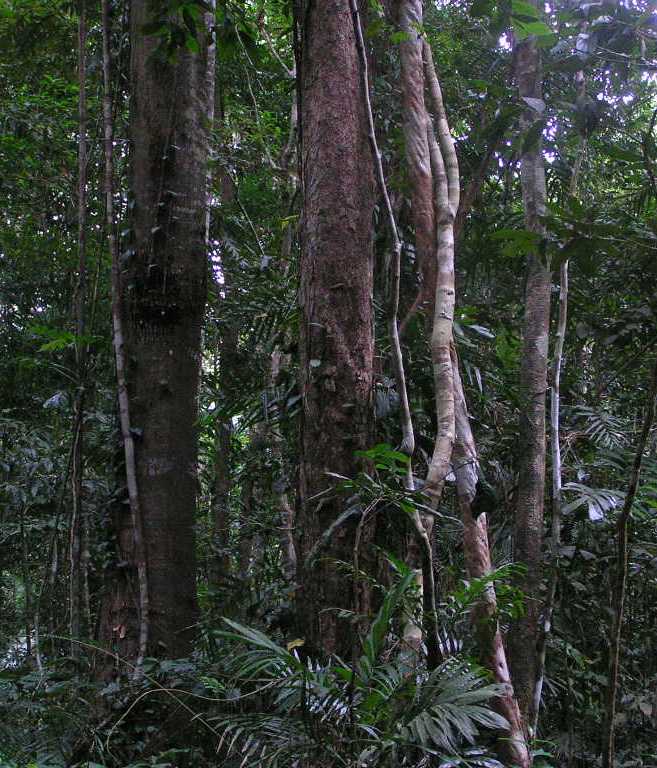 Дождевые леса Daintree_Rainforest