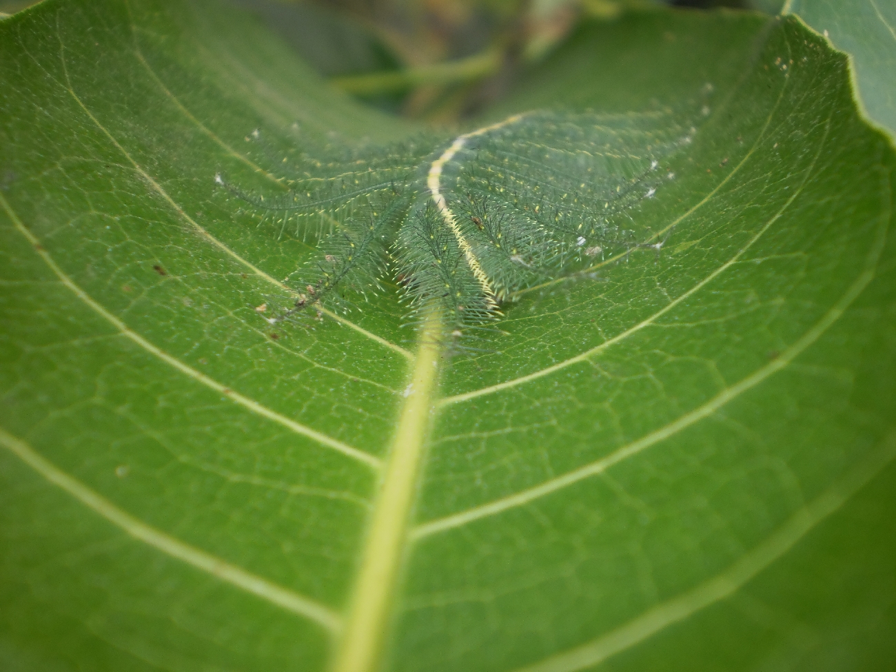 Caterpillar On Leaf