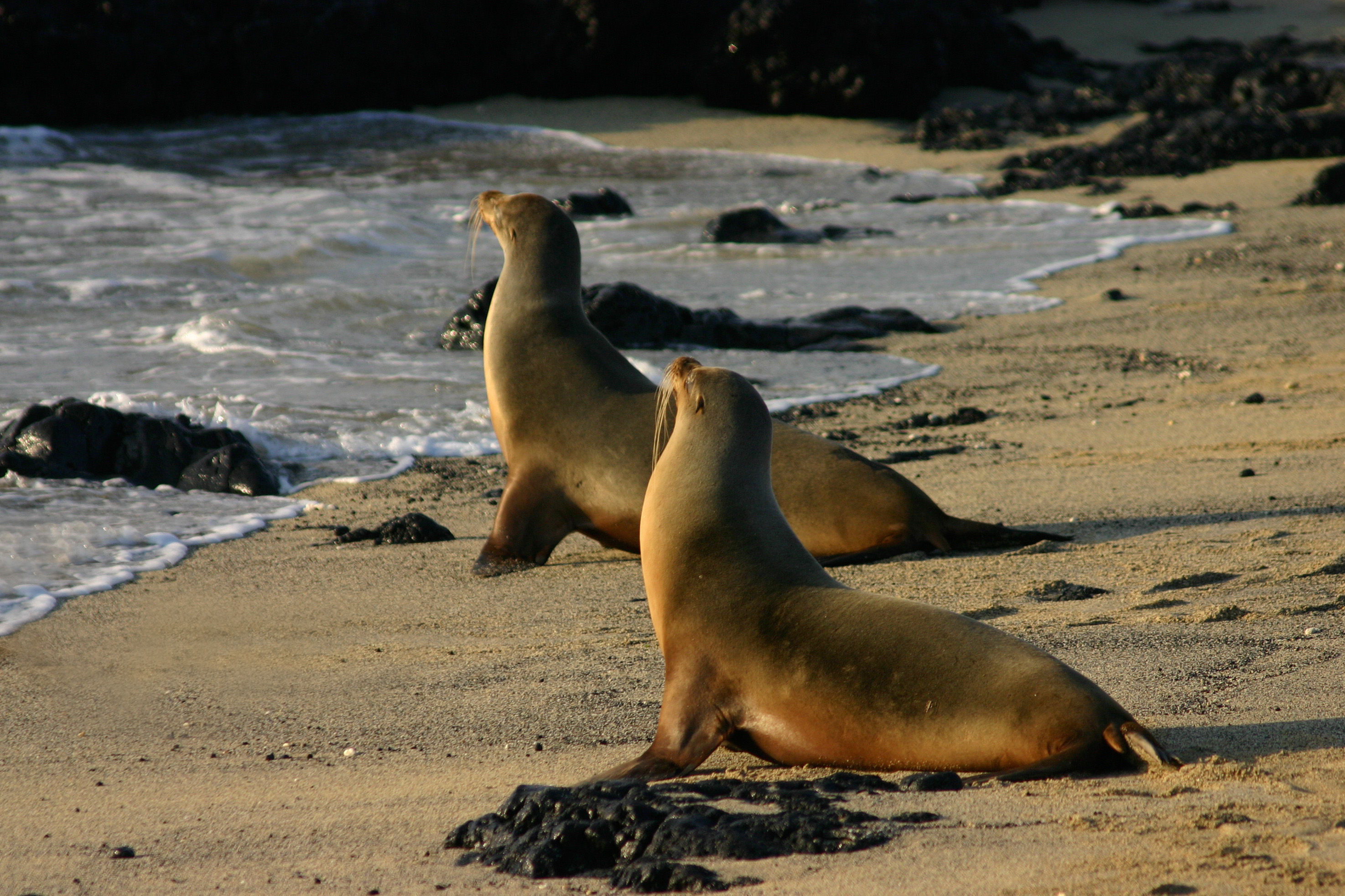 FileGalápagos sea lions Isabela.jpg Wikimedia Commons