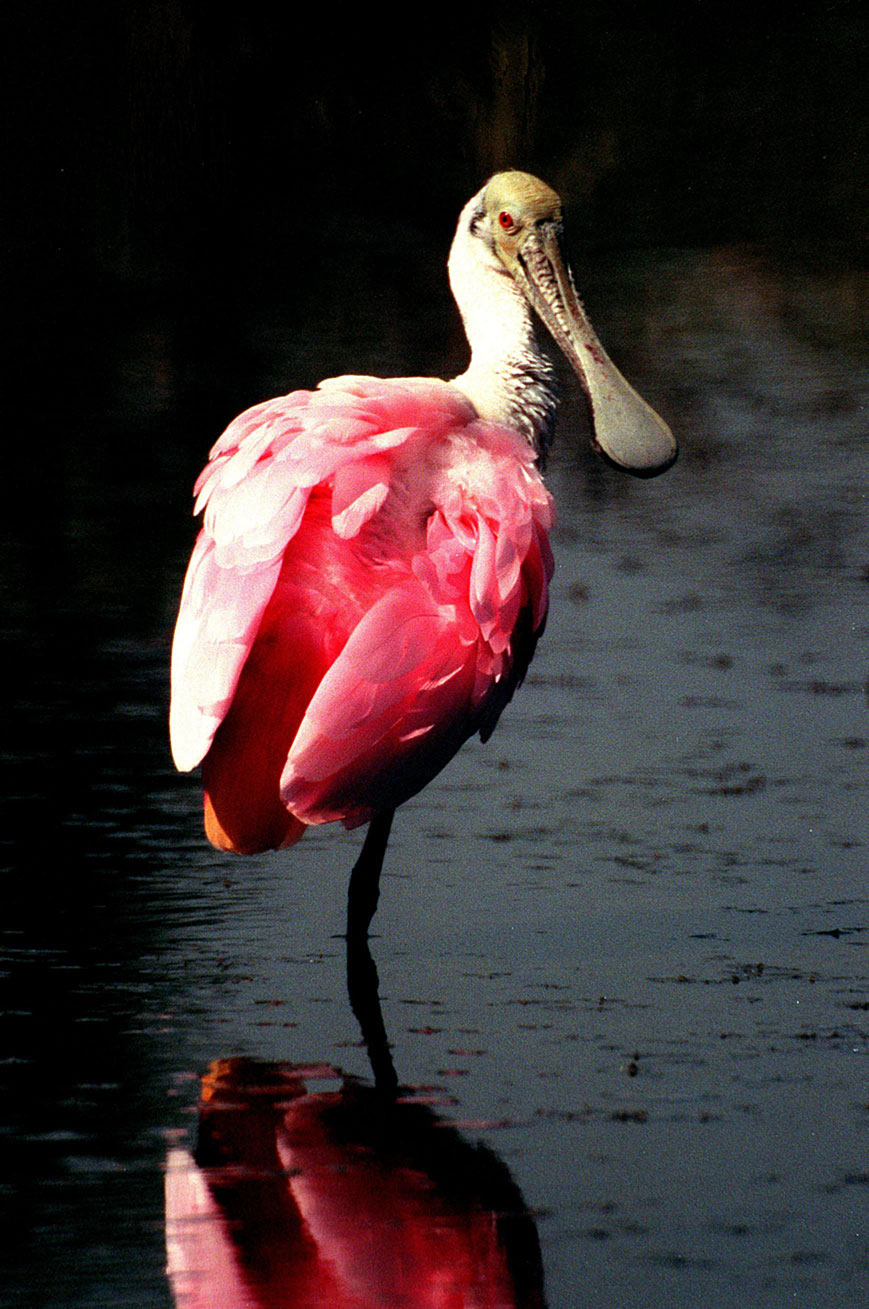 The Roseate Spoonbill