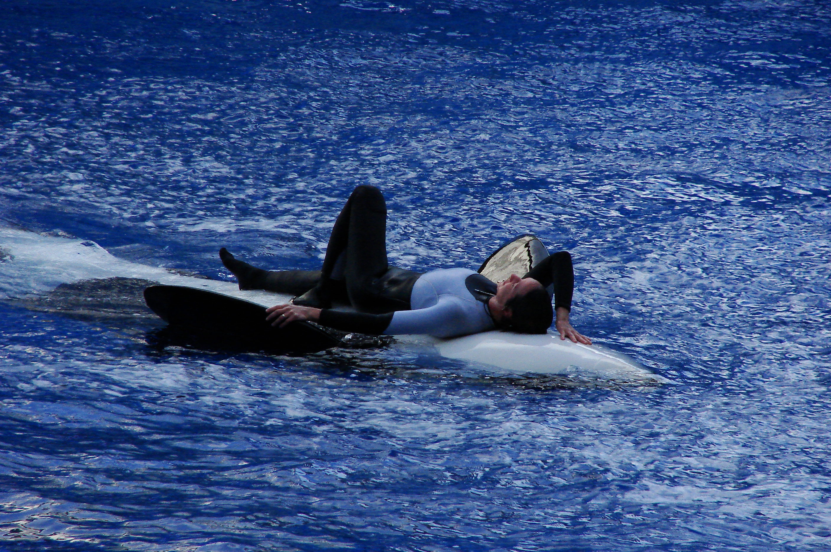 File:Seaworld-Orlando-Shamu-1523.jpg