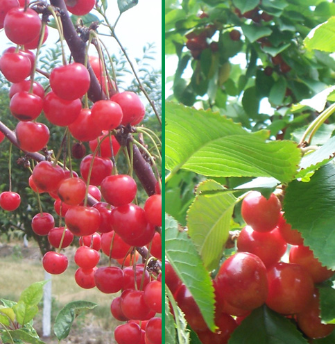 http://upload.wikimedia.org/wikipedia/commons/8/86/TraverseCity-MI-cherries.jpg