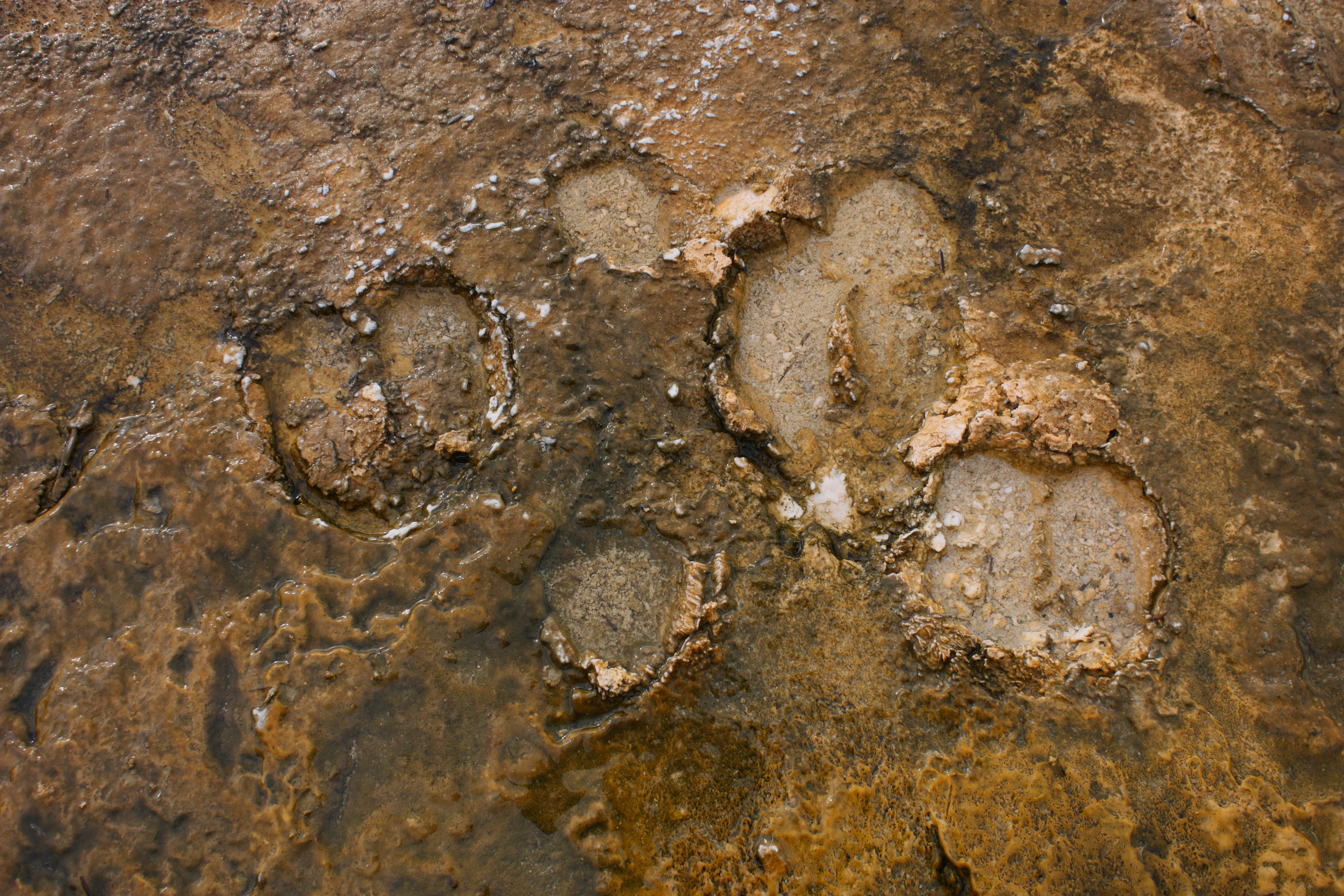 Bison Tracks