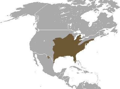 English: Eastern Mole (Scalopus aquaticus) range