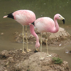 Andoki flamingók egy angliai állatkertben