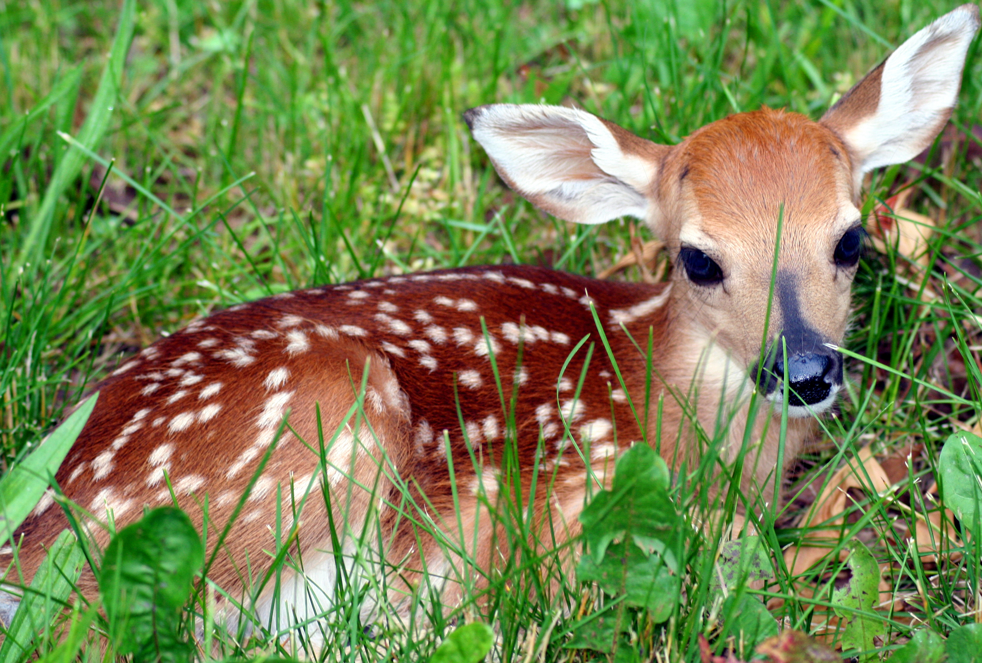 Adult size of white-tailed deer