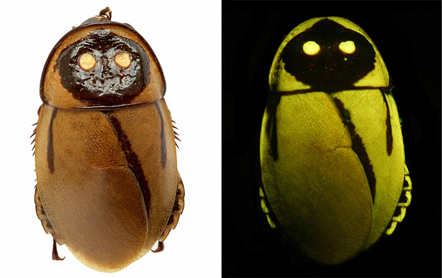 Glowing cockroach, photo credit:Wikimedia Commons