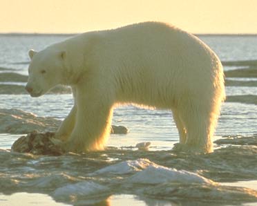 Fil:Polar-bear.jpg