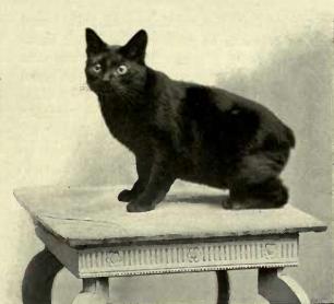 Black Manx cat. "GOLFSTICKS." OWNED ...