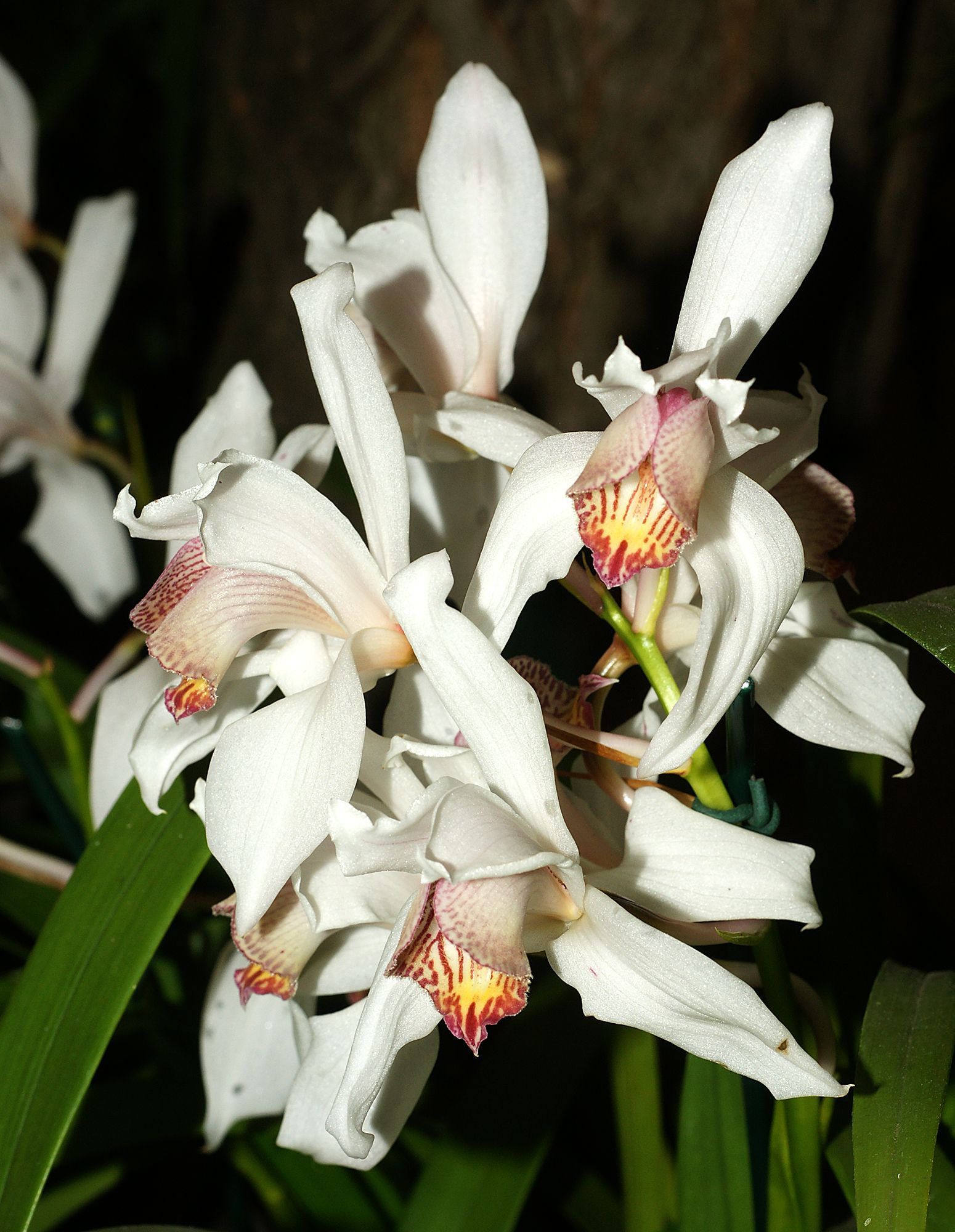 http://upload.wikimedia.org/wikipedia/commons/8/89/Cymbidium_erythrostylum_Orchi_027.jpg