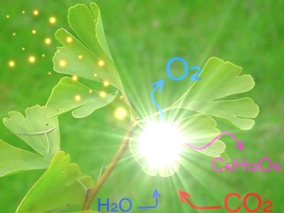 quantum in Photosynthesis