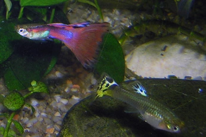 http://upload.wikimedia.org/wikipedia/commons/8/89/Guppy-Male-and-Female.JPG